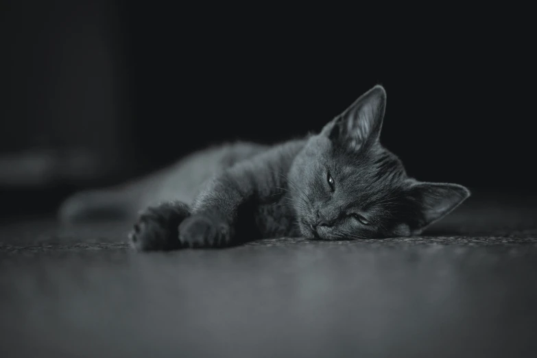 a cat sleeping on the floor next to a black background