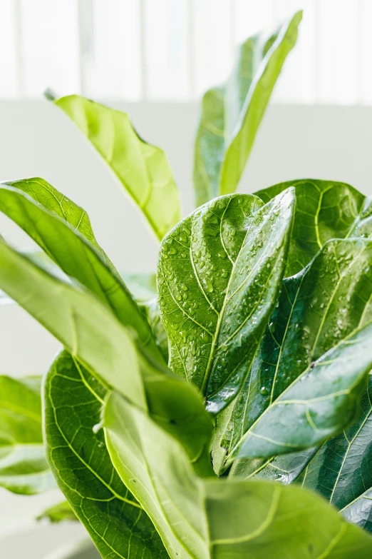 a potted plant with leafy green plants