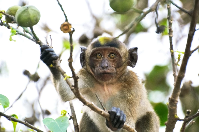 a monkey sitting on a nch with no leaves