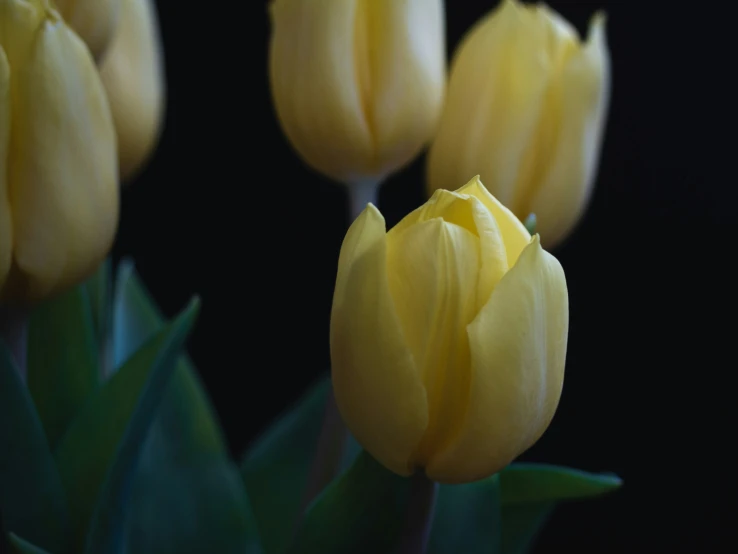 yellow flowers on a black background with large leaves