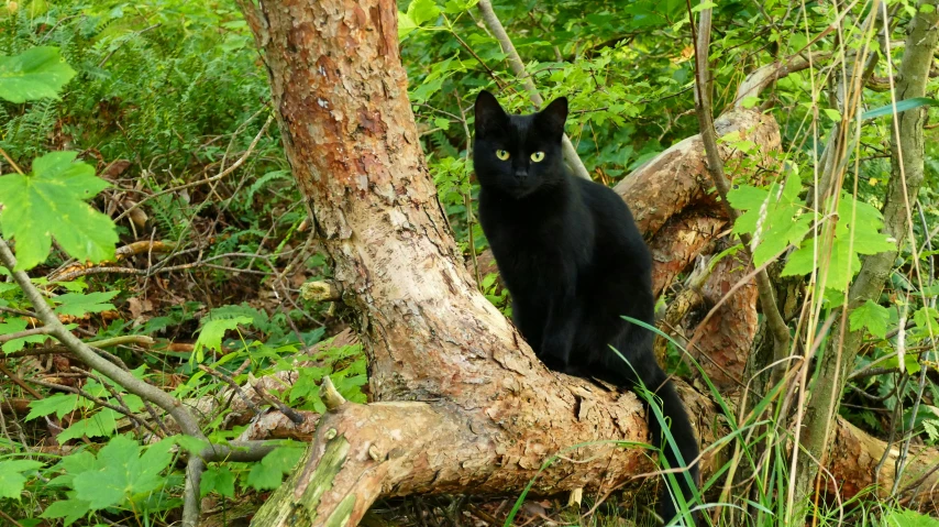 a black cat is sitting on the nch of a tree