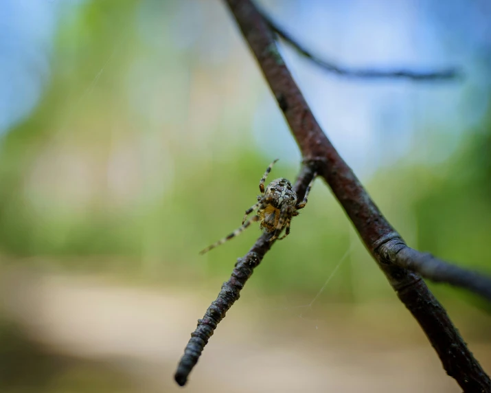 a spider is crawling on a nch