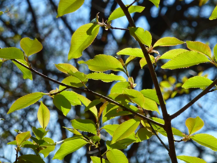 a closeup of leaves on a nch against a blue sky