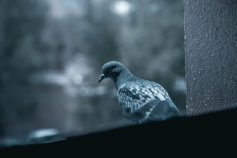 a pigeon is standing in the window sill