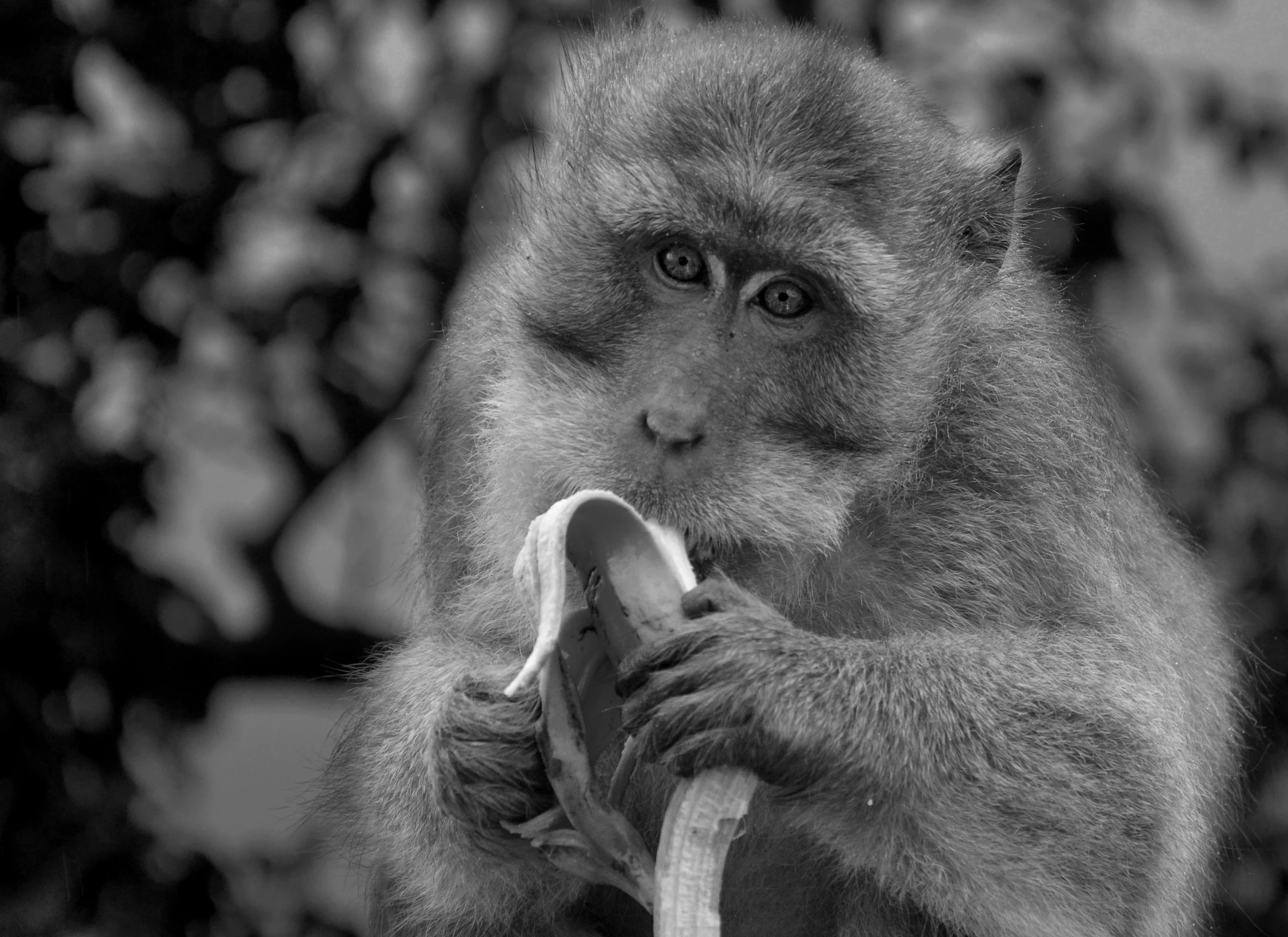 a monkey eating a banana with its hand