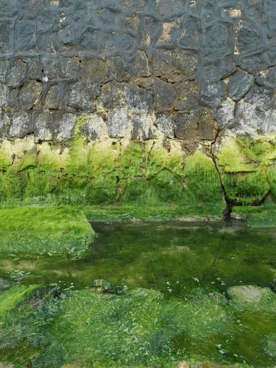 a large tree in some water on the side of a wall