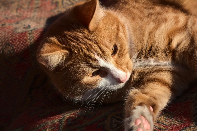 a cat laying on the carpet is sleeping