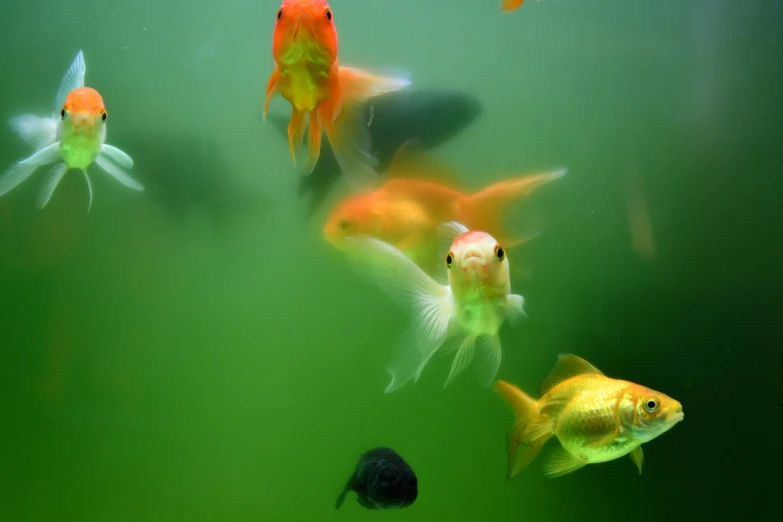 several goldfish in a tank looking at soing
