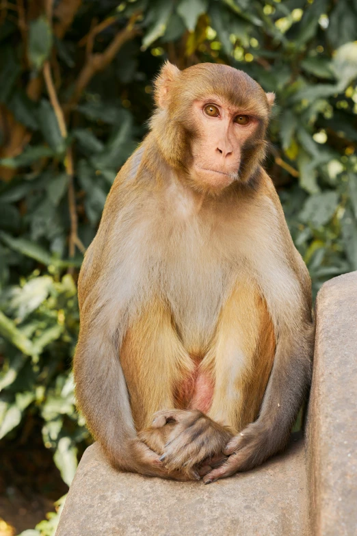 a monkey sitting on the edge of a ledge with his hands over its belly