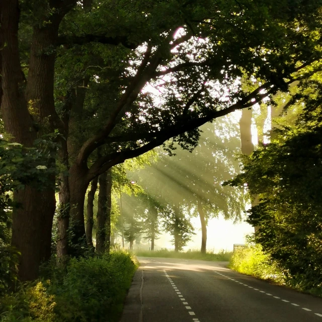 a road with light coming through trees on the side