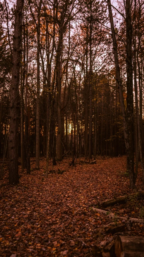 a forest that has some trees and leaves