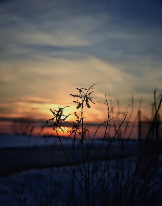 some plants by the beach during sunset