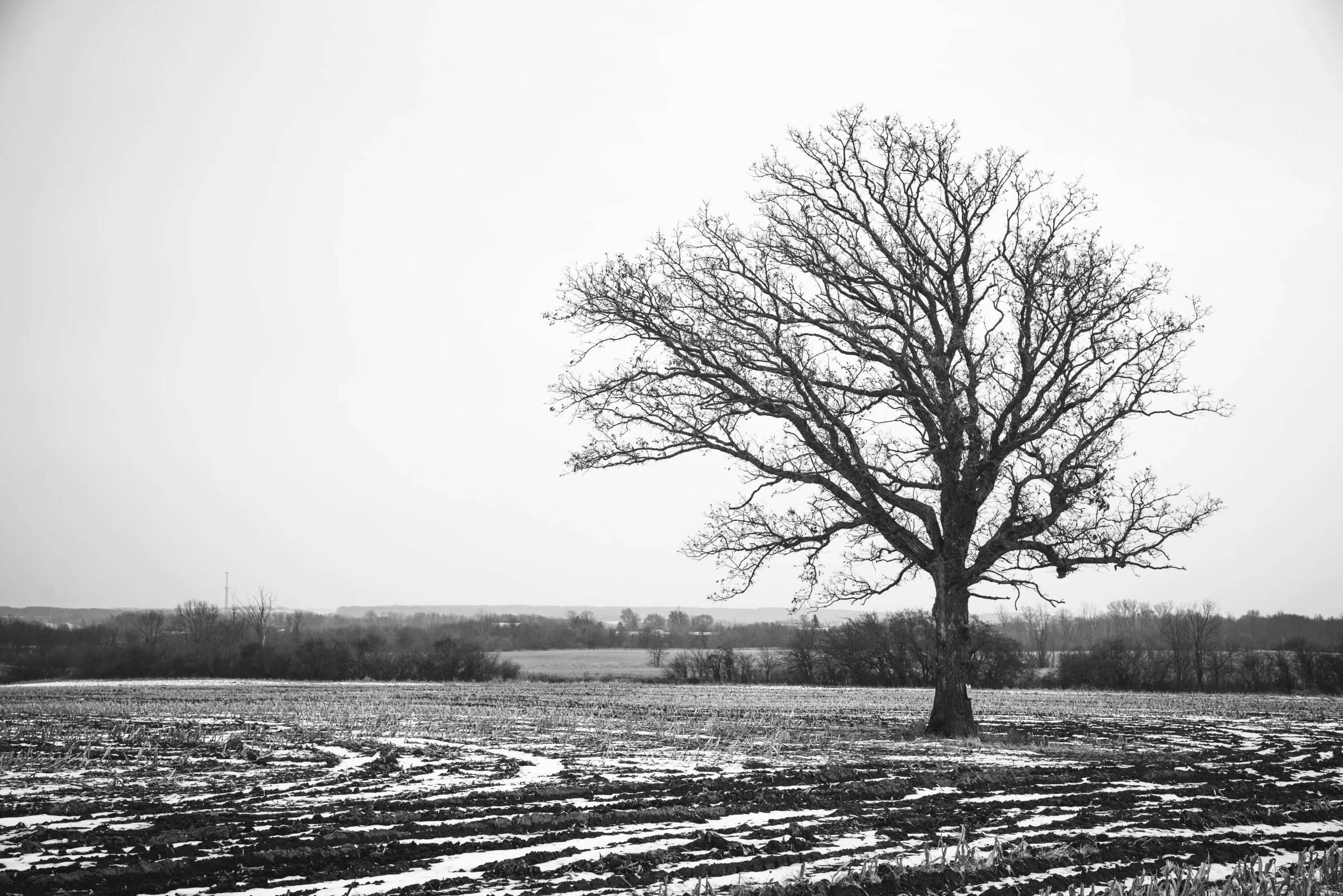 black and white image of a tree with snow