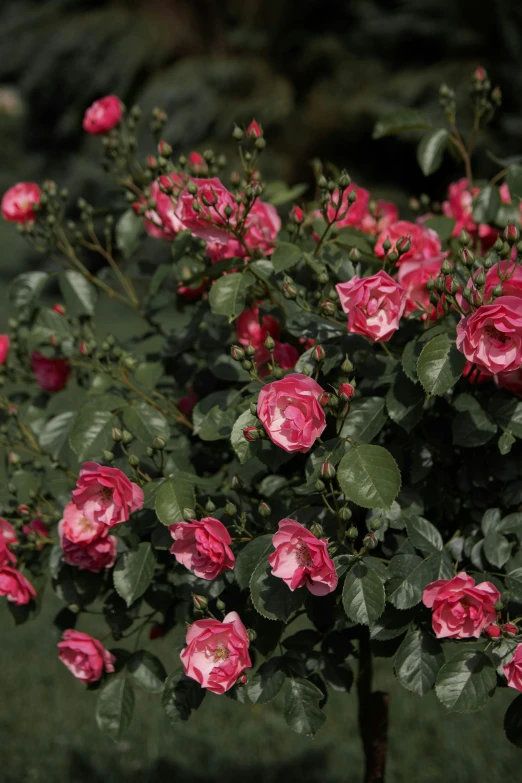 some pink flowers in the middle of a bush