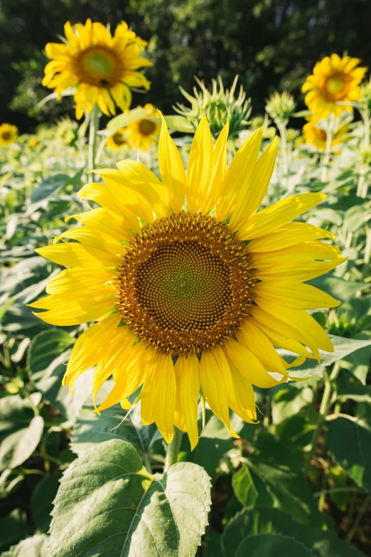 a sunflower surrounded by other sunflowers in a field