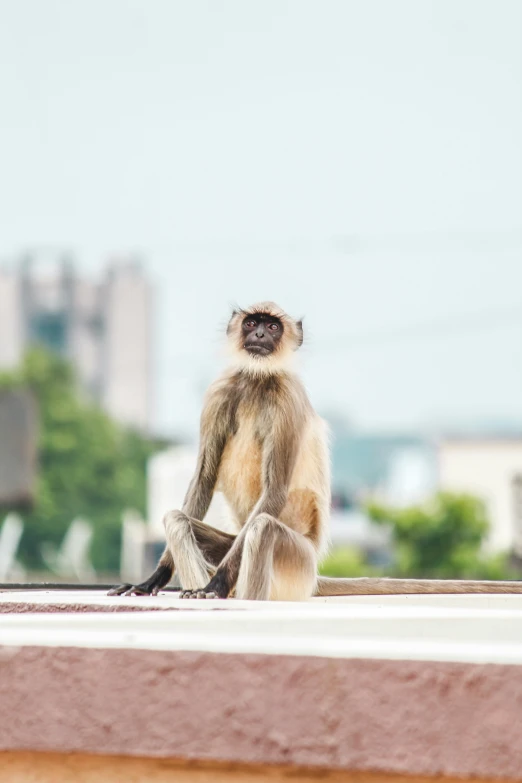 a monkey sits on top of a building