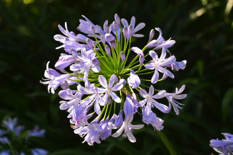 a purple flower is on the outside of a plant