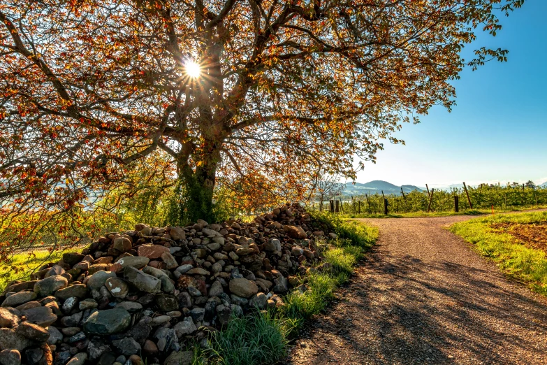 an open field with a dirt road next to a tree