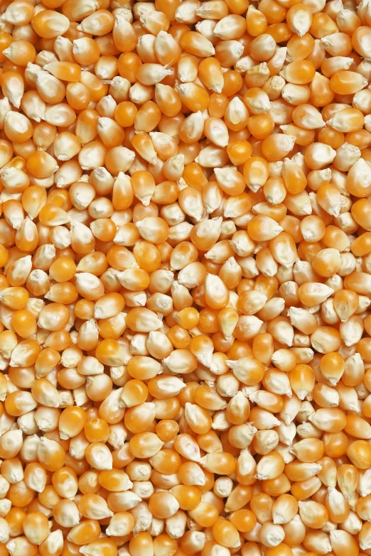 the top of a large group of kerneled corn