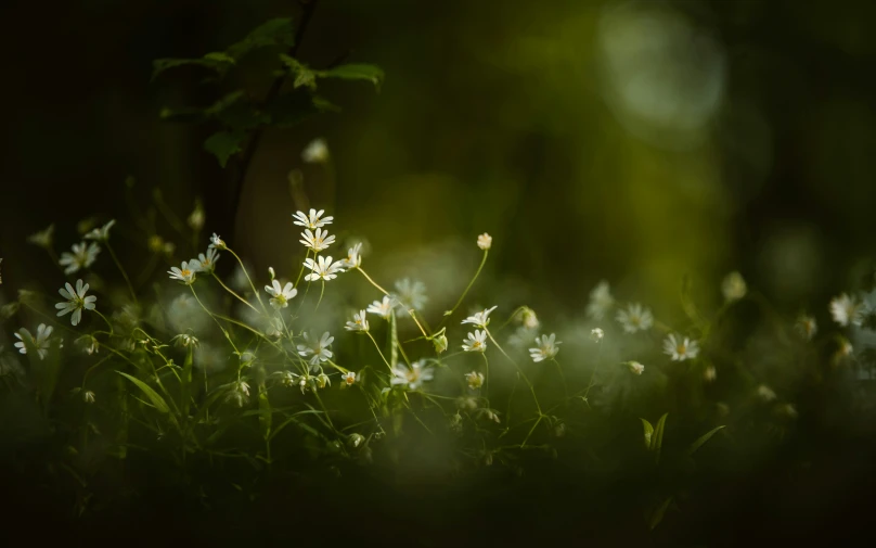 a bush with little white flowers in the shade