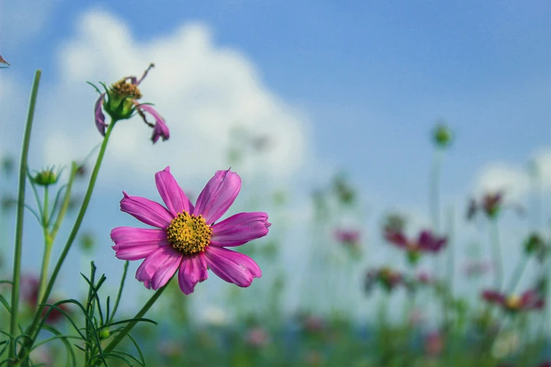 a single flower is shown in front of some clouds