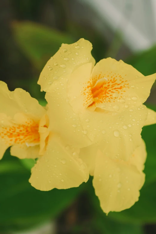 a yellow flower with drops of water on it