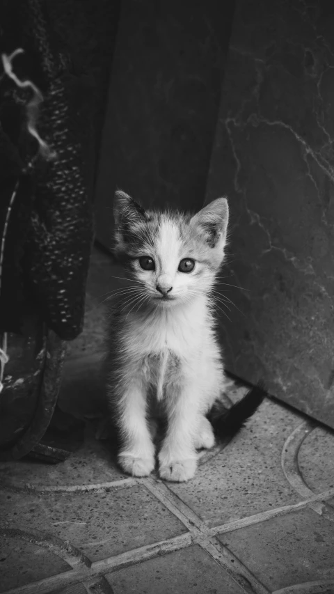 a small kitten sitting next to a pile of luggage