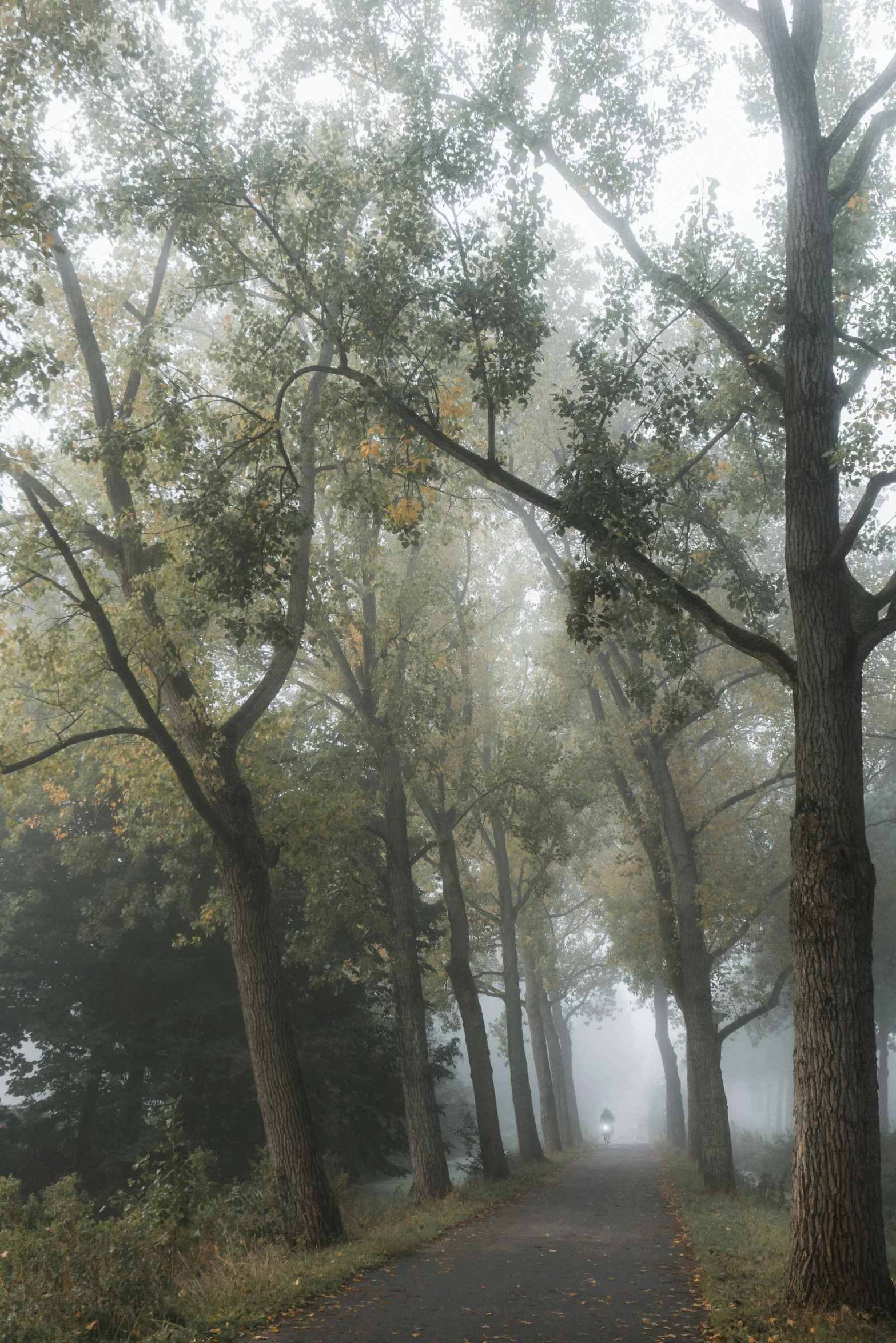 a pathway between two trees in the foggy woods