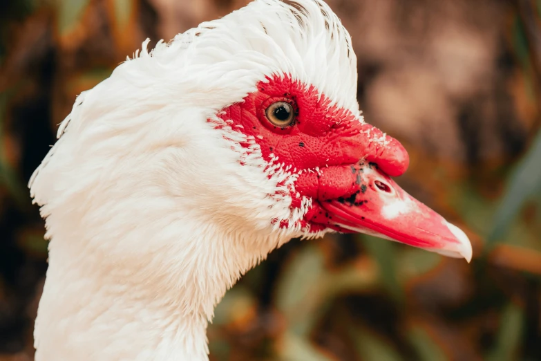 a very pretty bird with a red eye and white beak