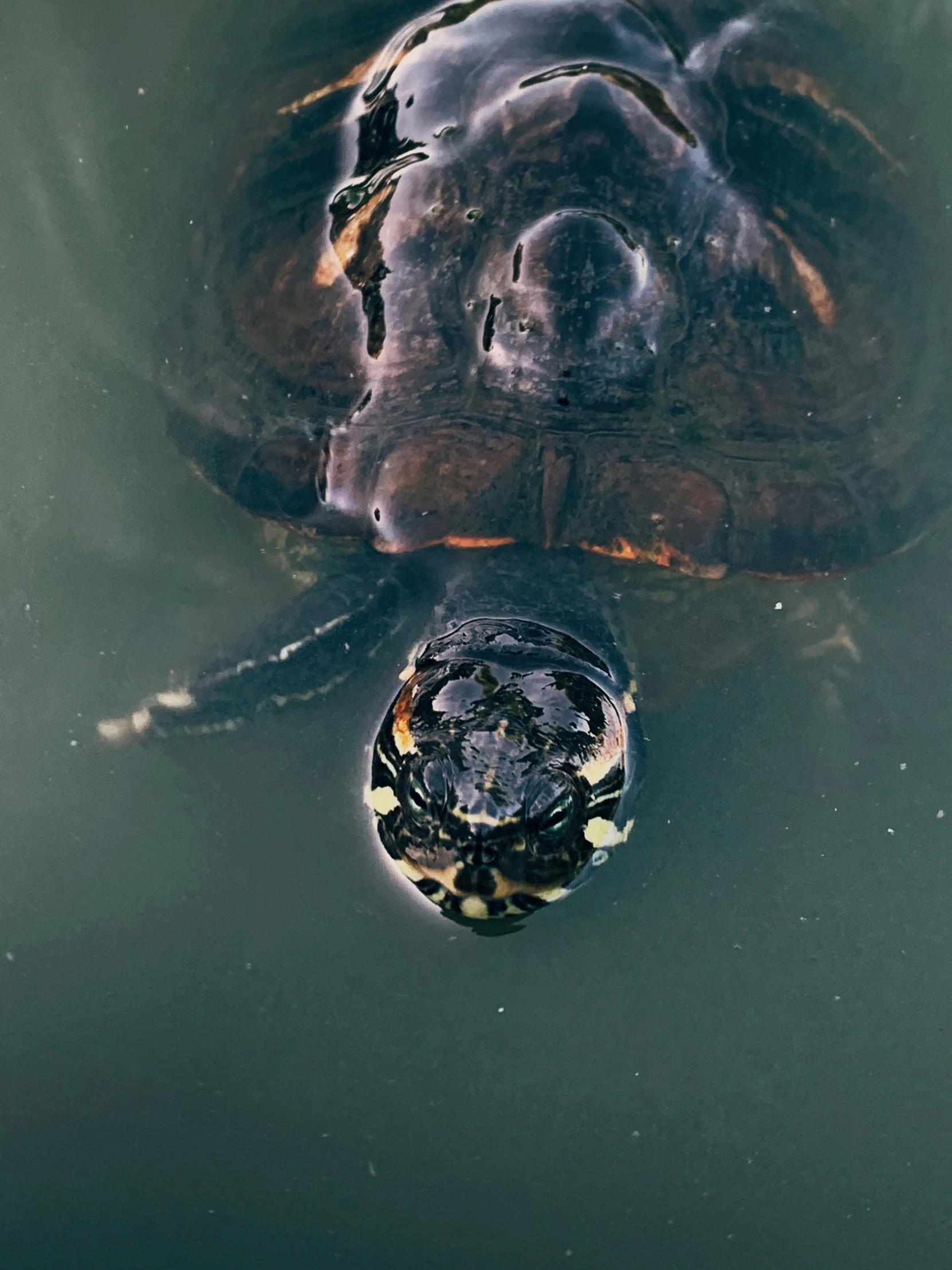 a turtle swimming over another turtle in a lake