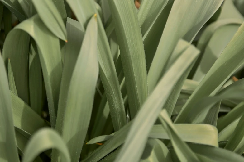 the top of some leaves in some plant