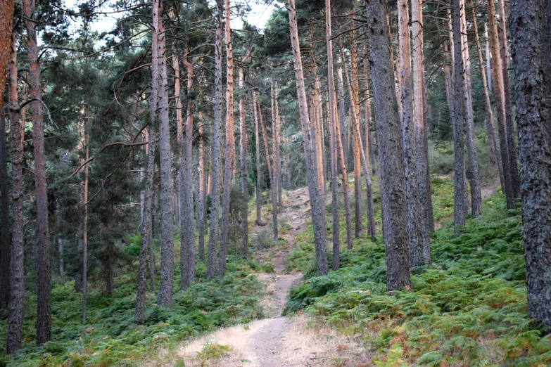 a forest of trees and a path through it