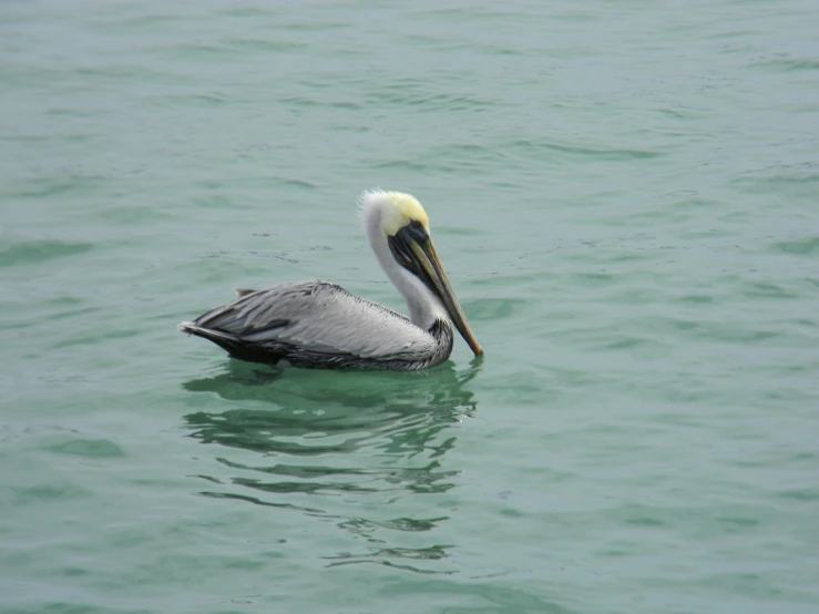 a gray and white bird swimming in a lake