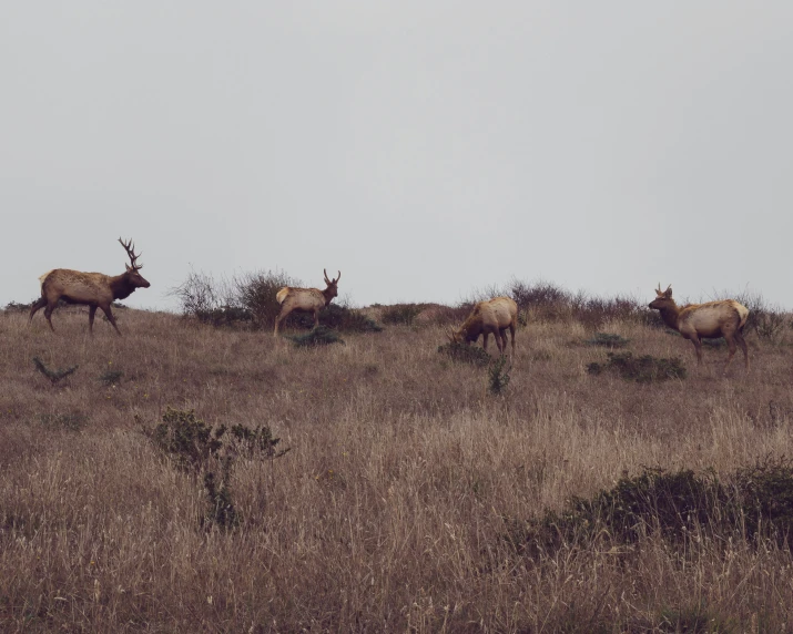 several elk are out on the grassy hills