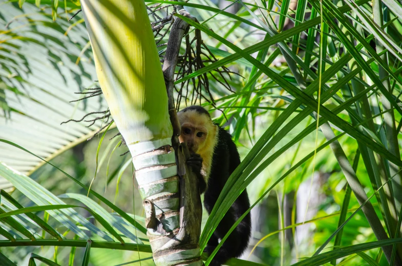 small monkey resting in the nches of a palm tree