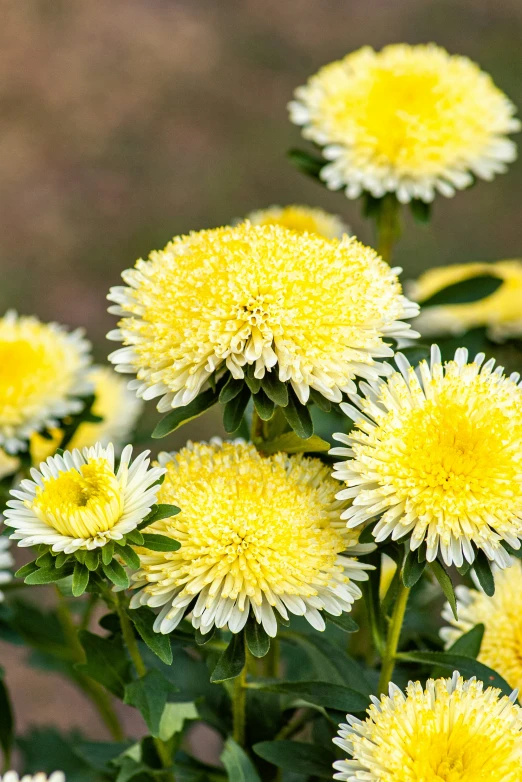 the center flower of a bouquet of yellow flowers