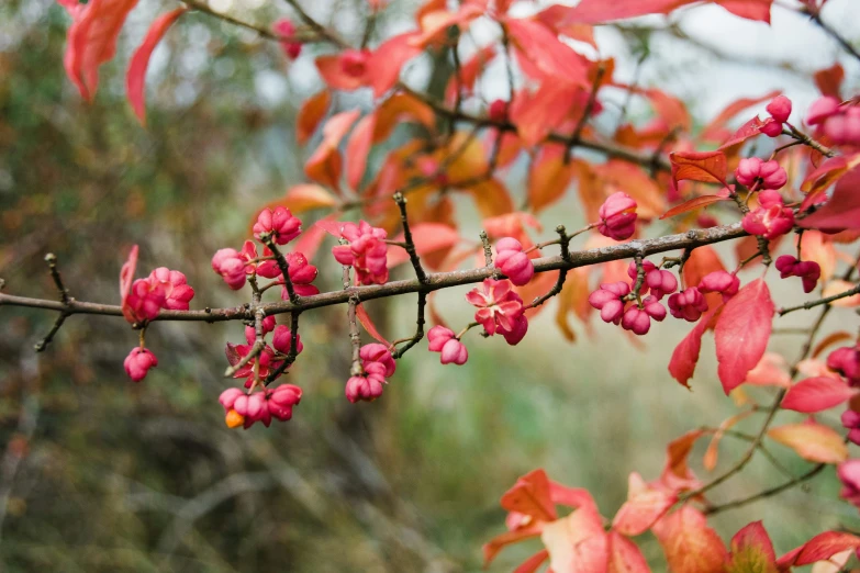 red colored flowers hanging off of the top of a tree