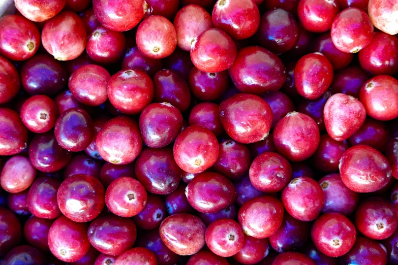 red cranberries have been pographed in this close up view