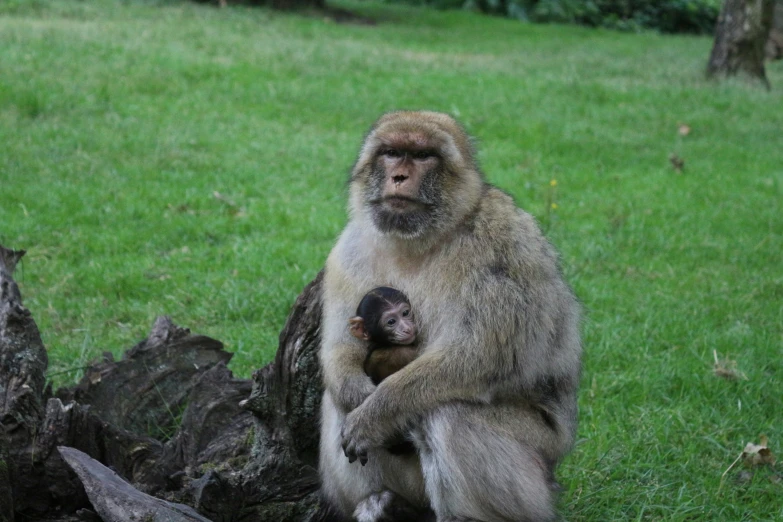 the monkey is sitting with a baby