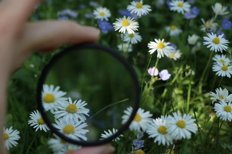 a person's hand holding a magnifying glass over flowers