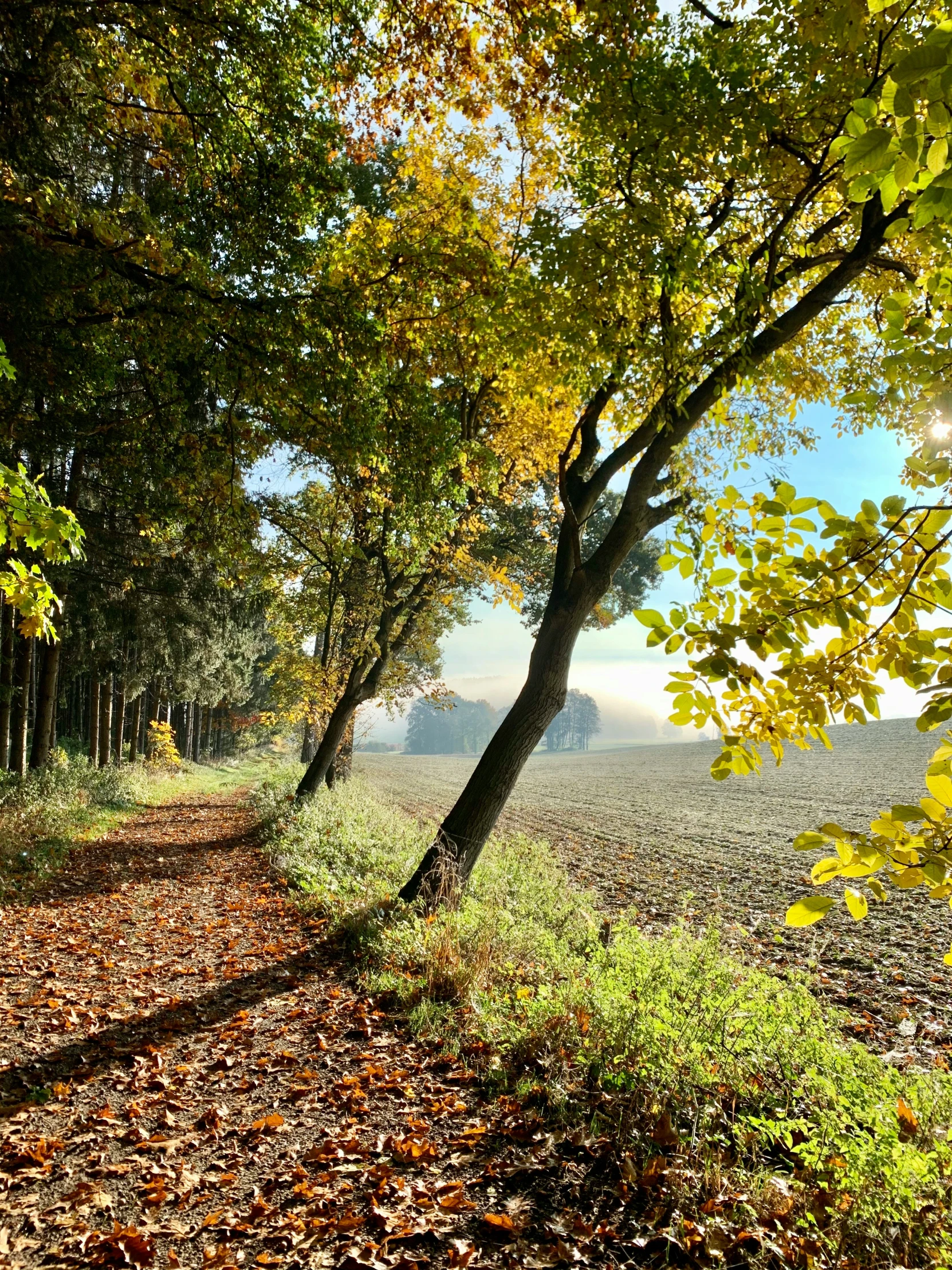 a path through a leaf covered forest near the woods