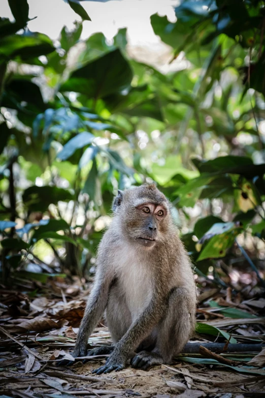 a small monkey sitting on the ground in some leaves