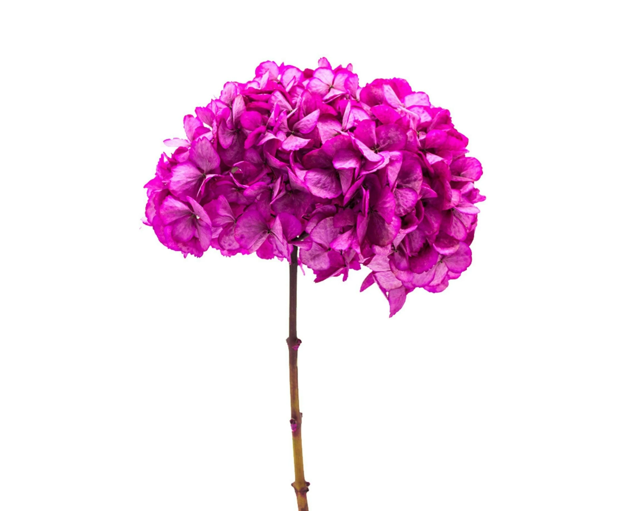 purple flowers are shown against a white background