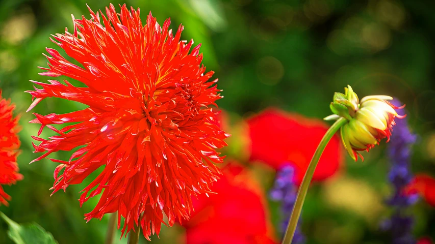 the large red flower is blooming in a garden