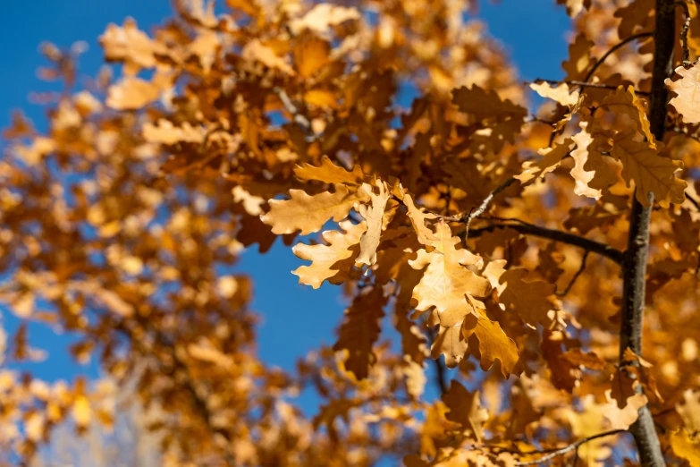 a nch with golden leaves on it, against the blue sky