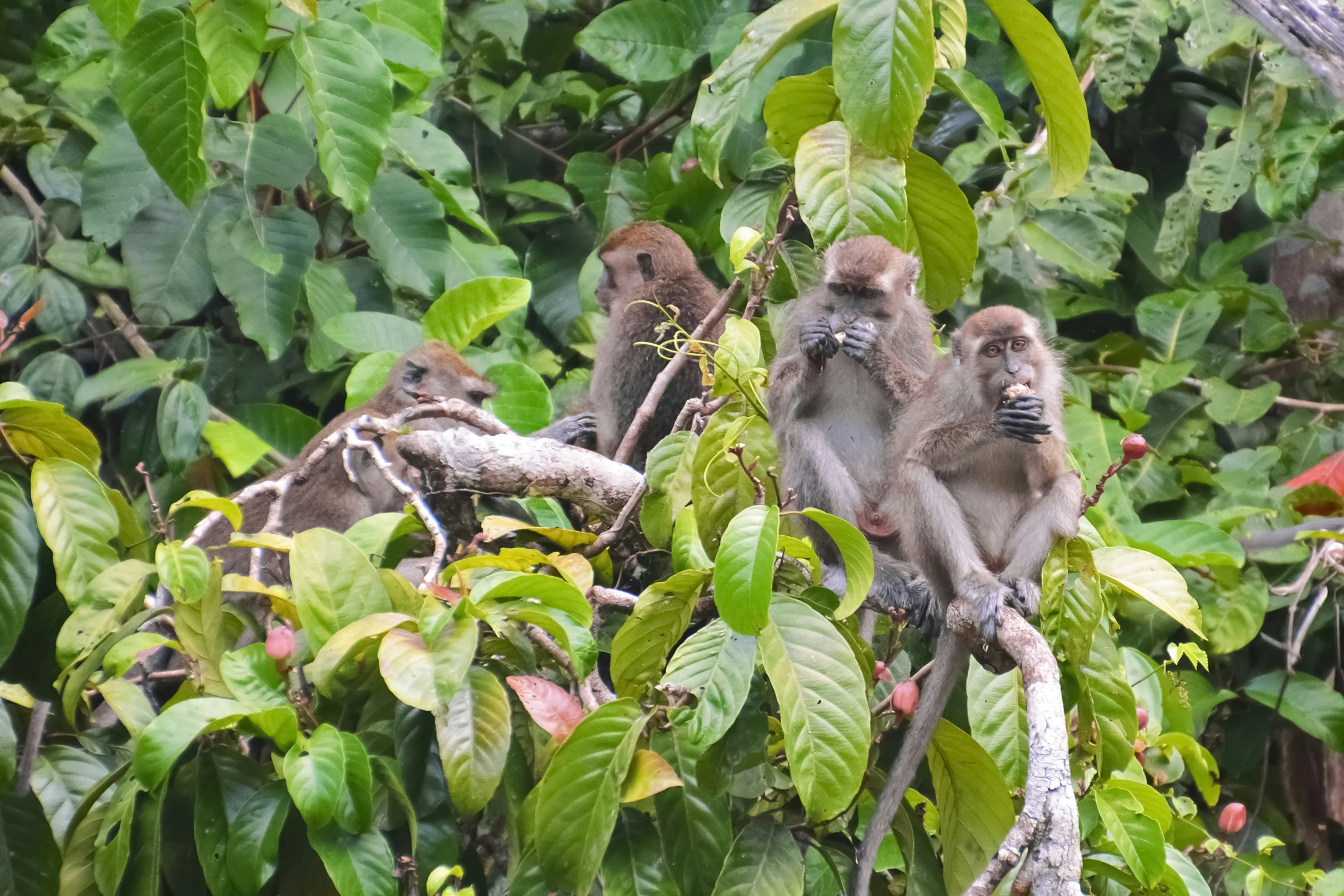 monkeys in the midst of trees eating leaves