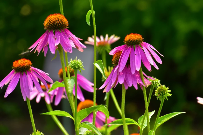 a large pink flower with orange centers in front of greenery