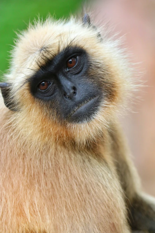 a monkey sitting and looking at the camera
