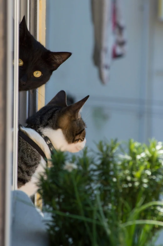 two black and white cats looking out a window