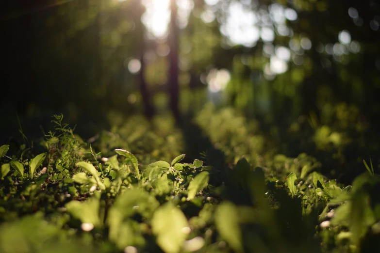 the light shining in between green grass and a tree